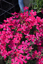 Zing Rose Maiden Pinks (Dianthus deltoides 'Zing Rose') at A Very Successful Garden Center