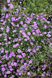 Pink Creeping Baby's Breath (Gypsophila repens 'Rosea') at The Mustard Seed