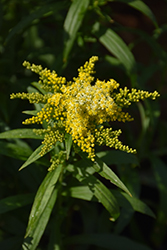 Sweety Goldenrod (Solidago 'Sweety') at A Very Successful Garden Center