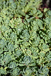 Gray Stonecrop (Sedum pachyclados) at A Very Successful Garden Center