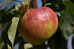 Hardi-Mac Apple (Malus 'Hardi-Mac') at Stonegate Gardens