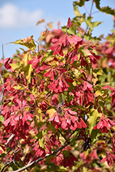 Amur Maple (Acer ginnala) at Stonegate Gardens
