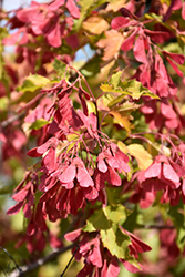 Amur Maple (tree form) (Acer ginnala '(tree form)') at A Very Successful Garden Center