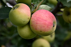 Norland Apple (Malus 'Norland') at Stonegate Gardens