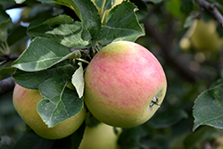 Goodland Apple (Malus 'Goodland') at Lakeshore Garden Centres
