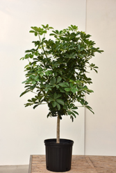 Schefflera Tree (tree form) (Schefflera arboricola '(tree form)') at A Very Successful Garden Center