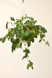 Grape Ivy (Cissus rhombifolia) at A Very Successful Garden Center