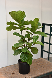 Fiddle Leaf Fig (Ficus lyrata) at A Very Successful Garden Center