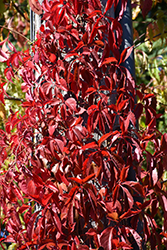 Red Wall Virginia Creeper (Parthenocissus quinquefolia 'Troki') at Stonegate Gardens