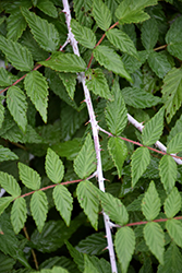 White-Stemmed Bramble (Rubus cockburnianus) at Stonegate Gardens