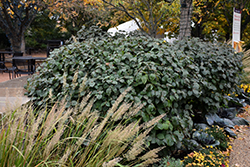 Spice Island Koreanspice Viburnum (Viburnum carlesii 'Select A') at A Very Successful Garden Center