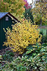 Vernal Witchhazel (Hamamelis vernalis) at A Very Successful Garden Center