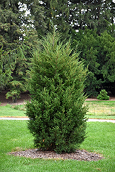 Nova Redcedar (Juniperus virginiana 'Nova') at A Very Successful Garden Center