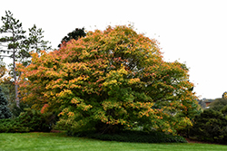 Ivy-leaved Maple (Acer cissifolium) at Lakeshore Garden Centres
