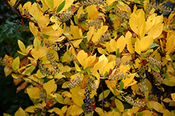 Vanilla Spice Summersweet (Clethra alnifolia 'Caleb') at The Mustard Seed