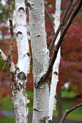 White Satin Birch (Betula utilis 'White Satin') at Lakeshore Garden Centres