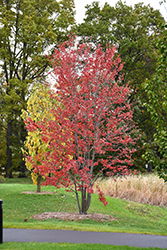 Redpointe Red Maple (clump) (Acer rubrum 'Frank Jr.') at Stonegate Gardens