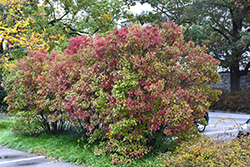 Autumn Jazz Viburnum (Viburnum dentatum 'Ralph Senior') at A Very Successful Garden Center