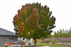 Windy City White Ash (Fraxinus americana 'Windy City') at A Very Successful Garden Center