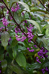 Purple Pearls Beautyberry (Callicarpa 'NCCX1') at Lakeshore Garden Centres
