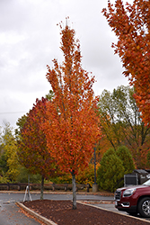 Armstrong Gold Maple (Acer x freemanii 'Armstrong Gold') at A Very Successful Garden Center