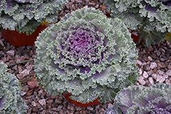 Kamome Red Kale (Brassica oleracea var. acephala 'Kamome Red') at A Very Successful Garden Center