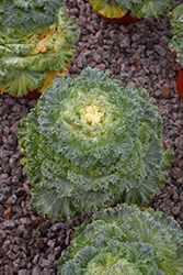 Kamome White Kale (Brassica oleracea var. acephala 'Kamome White') at A Very Successful Garden Center