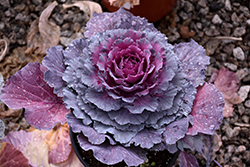 Osaka Purple Ornamental Cabbage (Brassica oleracea 'Osaka Purple') at A Very Successful Garden Center