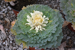 Osaka White Ornamental Cabbage (Brassica oleracea 'Osaka White') at A Very Successful Garden Center