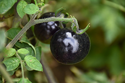Indigo Rose Tomato (Solanum lycopersicum 'Indigo Rose') at A Very Successful Garden Center