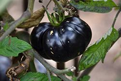 Black Beauty Tomato (Solanum lycopersicum 'Black Beauty') at A Very Successful Garden Center
