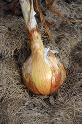 Yellow Sweet Spanish Onion (Allium cepa 'Yellow Sweet Spanish') at A Very Successful Garden Center