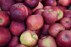 Hampshire Mac Apple (Malus 'Hampshire Mac') at Lakeshore Garden Centres