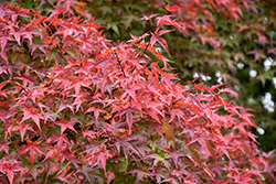 Beni Tsukasa Japanese Maple (Acer palmatum 'Beni Tsukasa') at A Very Successful Garden Center