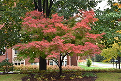 Beni Tsukasa Japanese Maple (Acer palmatum 'Beni Tsukasa') at Lakeshore Garden Centres