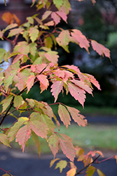 Manchurian Maple (Acer mandshuricum) at Lakeshore Garden Centres