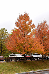 Karpick Red Maple (Acer rubrum 'Karpick') at Lakeshore Garden Centres