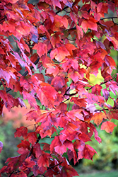 Red Maple (Acer rubrum) at A Very Successful Garden Center