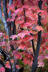 Autumn Spire Red Maple (Acer rubrum 'Autumn Spire') at A Very Successful Garden Center
