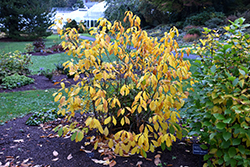 Spicebush (Lindera benzoin) at A Very Successful Garden Center