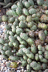 Brittle Prickly Pear Cactus (Opuntia fragilis) at A Very Successful Garden Center