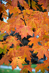 Legacy Sugar Maple (Acer saccharum 'Legacy') at A Very Successful Garden Center