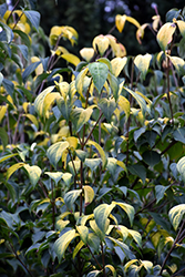 Champion's Gold Chinese Dogwood (Cornus kousa 'Losely') at A Very Successful Garden Center