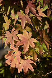 Higasa Yama Japanese Maple (Acer palmatum 'Higasa Yama') at A Very Successful Garden Center