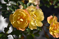 Sunshine Happy Trails Rose (Rosa 'WEKsusacofloc') at Lakeshore Garden Centres
