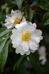Setsugekka Camellia (Camellia sasanqua 'Setsugekka') at Stonegate Gardens