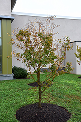 Mikasa Yama Siebold Maple (Acer sieboldianum 'Mikasa Yama') at Stonegate Gardens