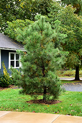 Pitch Pine (Pinus rigida) at A Very Successful Garden Center