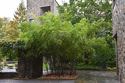 Black Bamboo (Phyllostachys nigra) at Stonegate Gardens