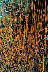 Flame Willow (Salix 'Flame') at The Mustard Seed